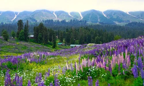 Gulmarg Tour Package | Ski, Explore & Relax in Kashmir’s Wonderland