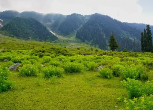 A peaceful meadow near Gulmarg offering tranquility and scenic mountain views
