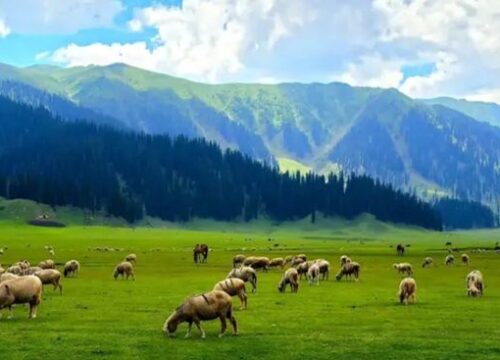 Untouched meadow offering peace and spectacular natural views.